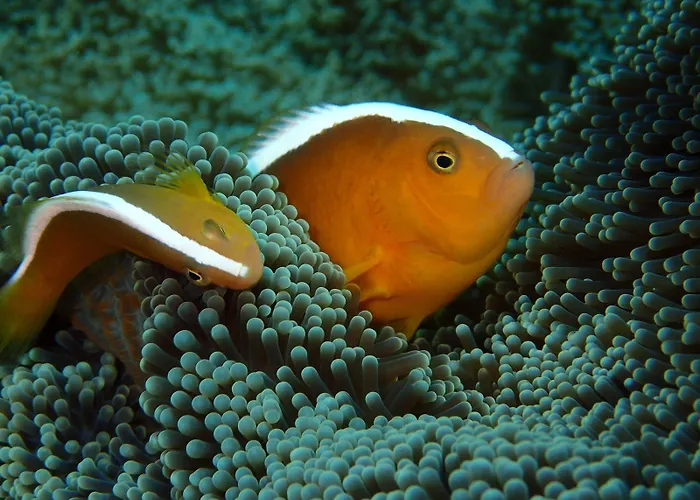 Alami Resort, Restaurant And Dive Center アメッド