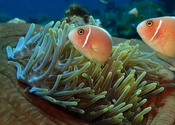 Alami Resort, Restaurant And Dive Center ゲストハウス アメッド