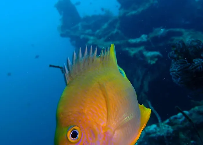 Alami Resort, Restaurant And Dive Center 3*