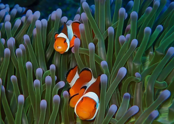 ゲストハウス Alami Resort, Restaurant And Dive Center 3*